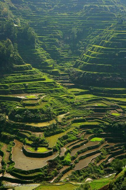 Banaue Rice Terraces