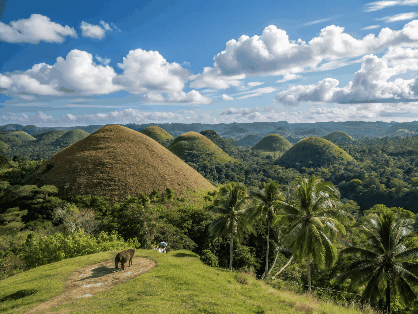 Chocolate Hills